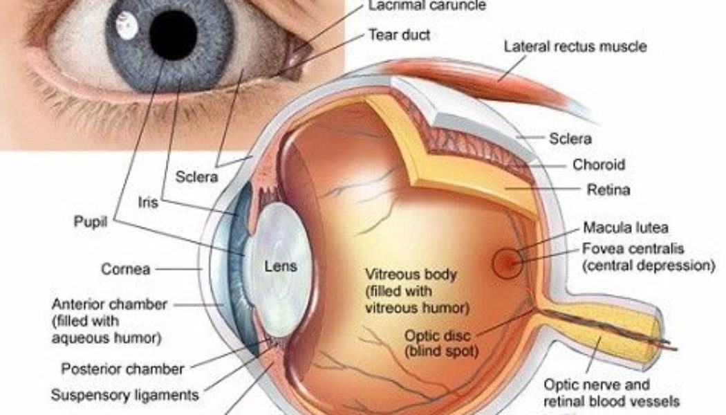 Laser Eye Surgery (LASIK) Procedure Description