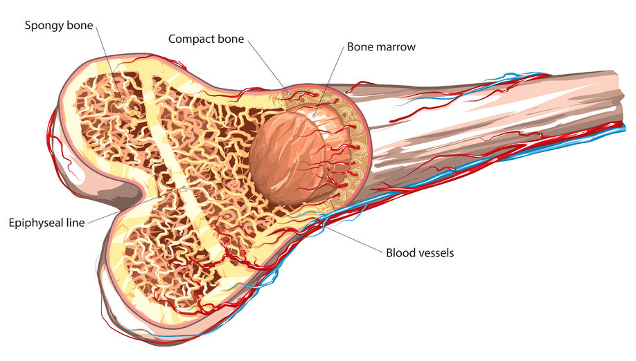 Bone Marrow Transplant Procedure Description