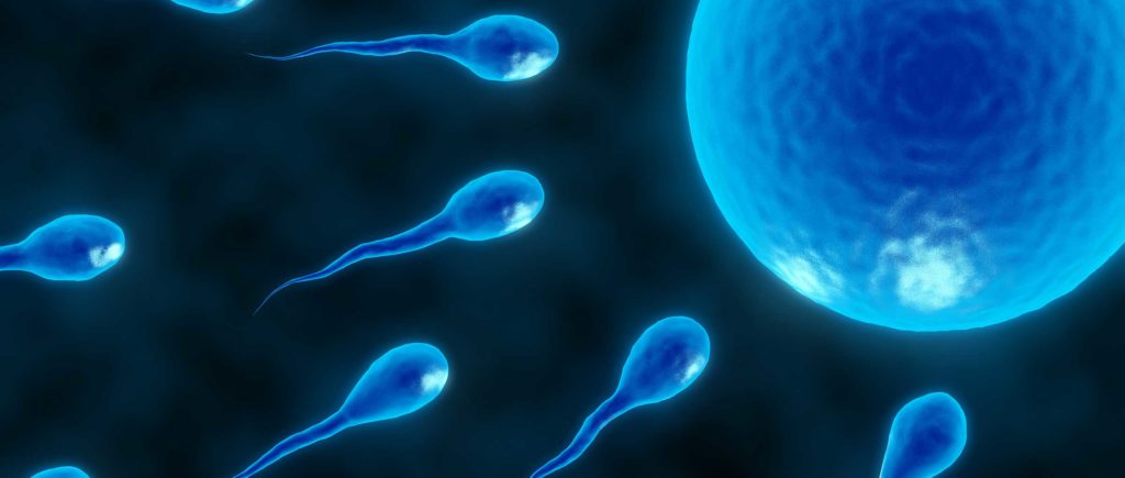 In Vitro Fertilization (IVF) FAQ